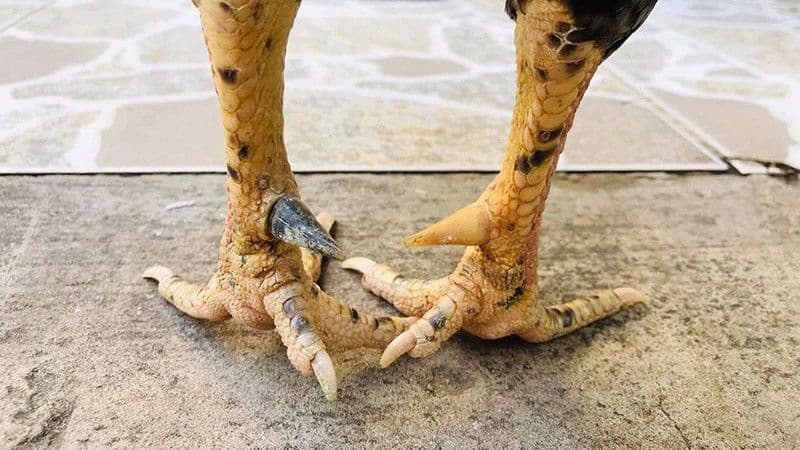 Lợi ích nhận được khi biết cách loại cựa gà